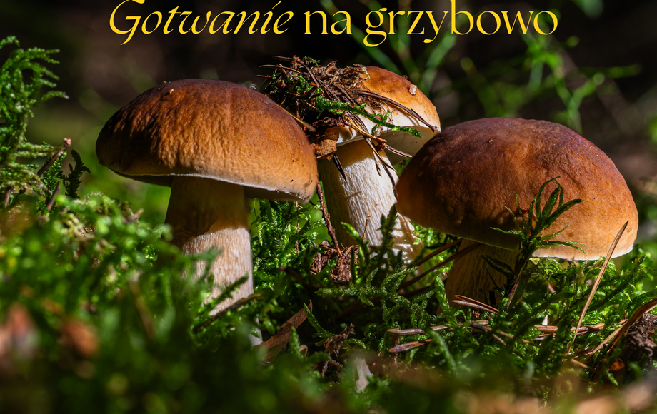 Złożono ofertę dotyczącą festiwalu grzybowego w Gminie Tłuchowo